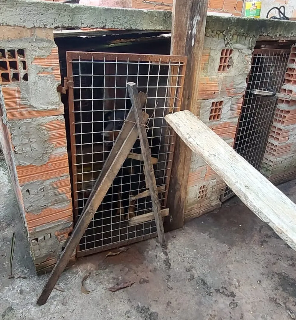 Oito cães são resgatados em situação de maus-tratos em Americana