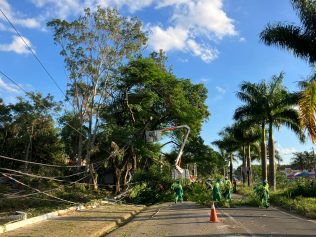 Eucalipto cai e atinge carro durante remoção de árvores em Valinhos