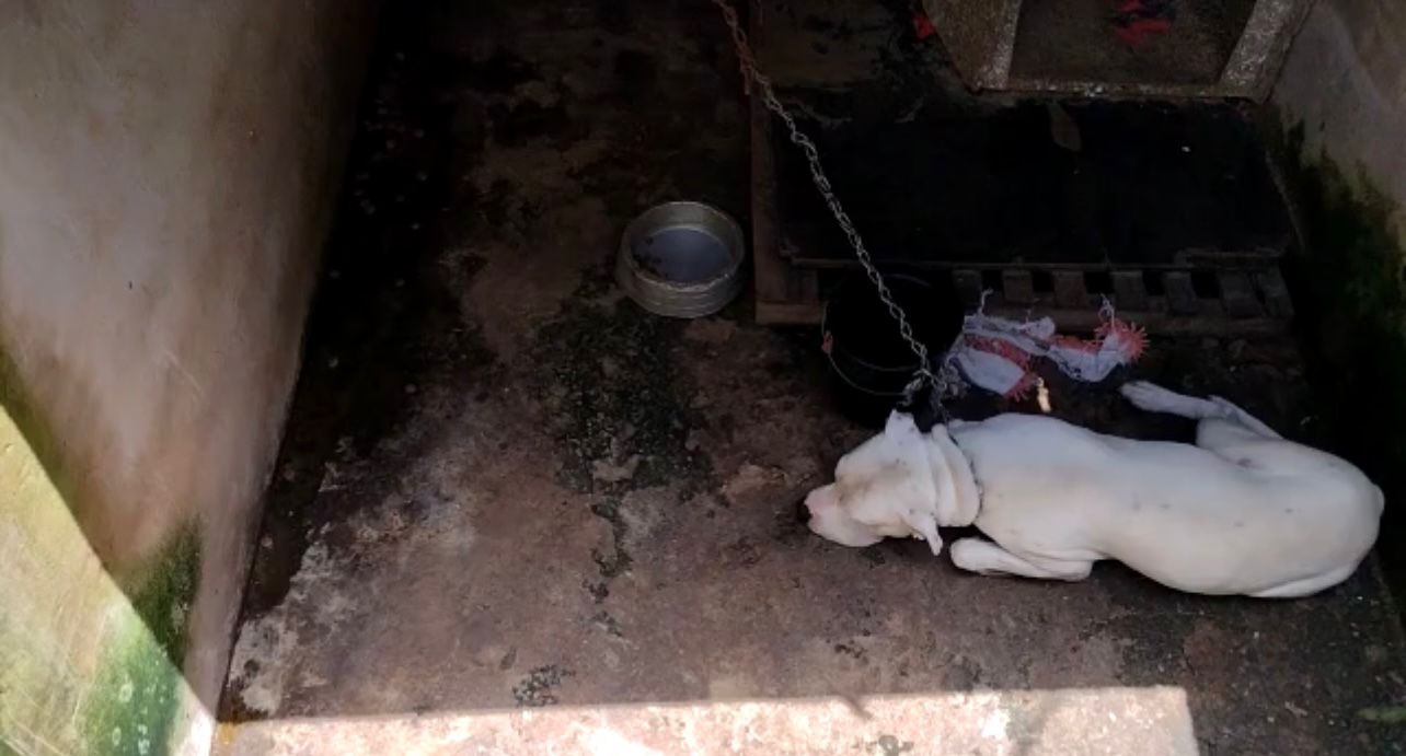 Polícia resgata pit bulls em situação de maus-tratos em Campinas