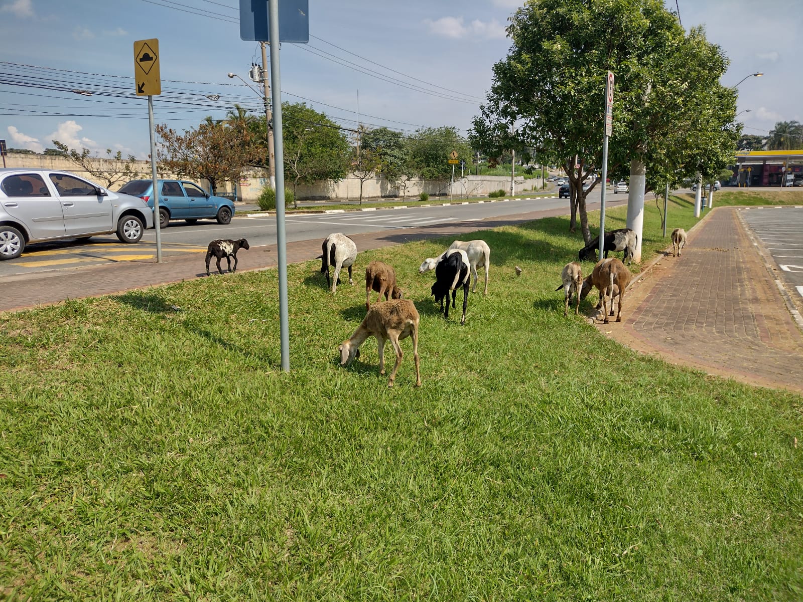 Animais na Av. das Amoreiras e na John Boyd causam riscos para motoristas