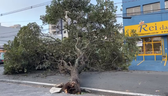 Árvore da Buarque de Macedo estava saudável, mas corte na raiz causou queda