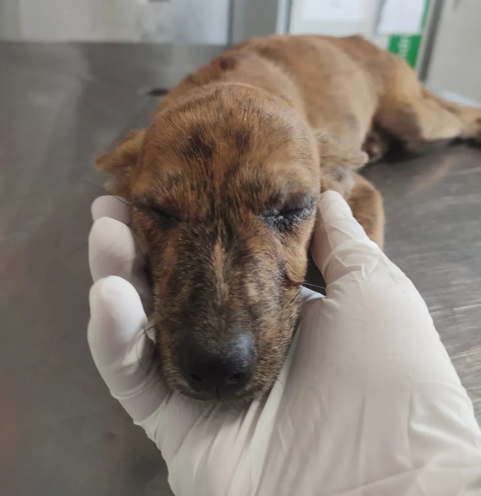 Estado descarta caso de raiva animal no Cidade Jardim, em Americana