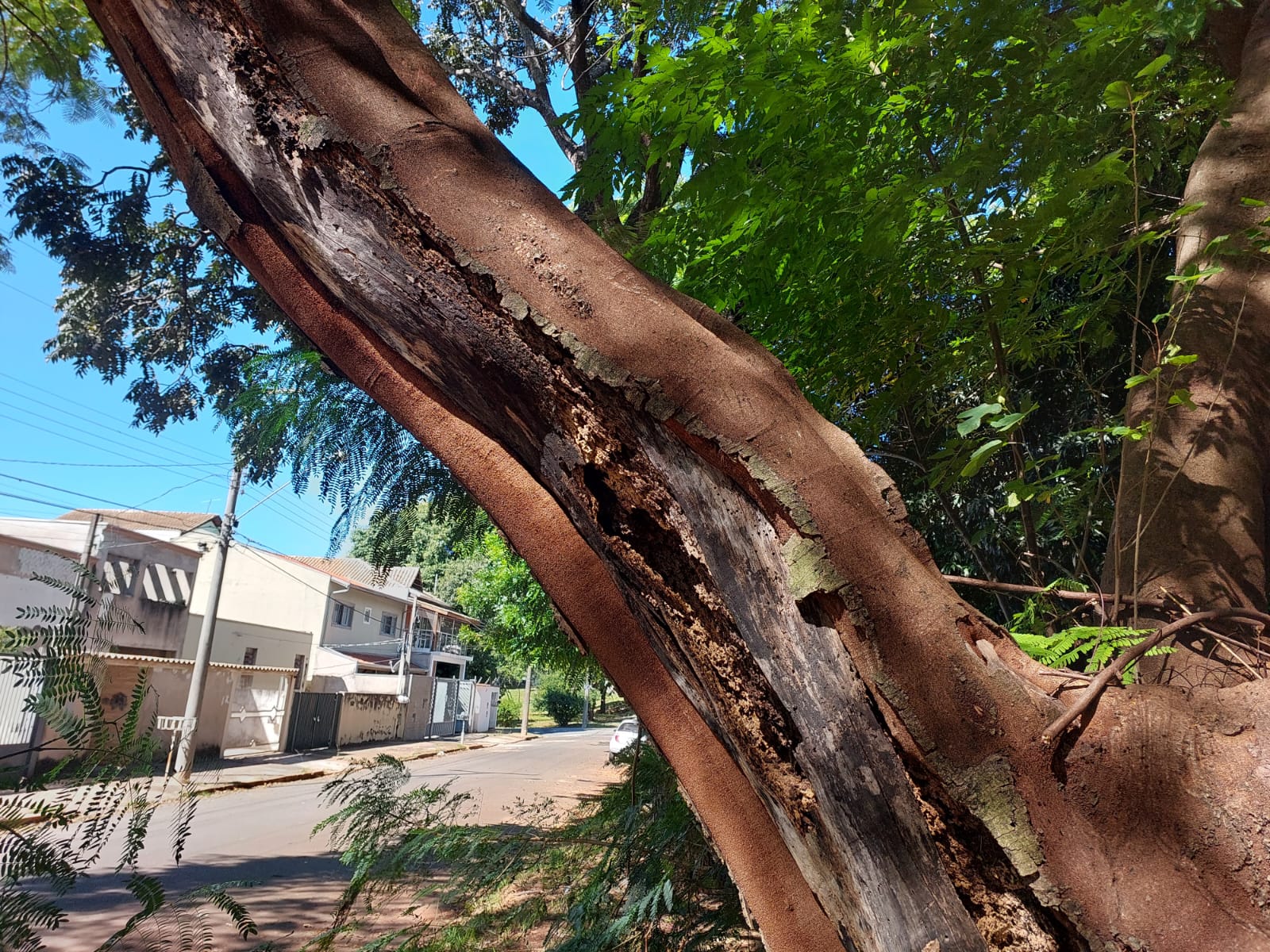 Moradores temem queda de árvore no Jardim Santa Genebra