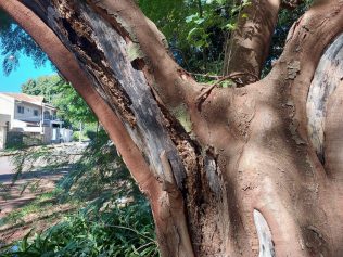 Moradores temem queda de árvore no Jardim Santa Genebra