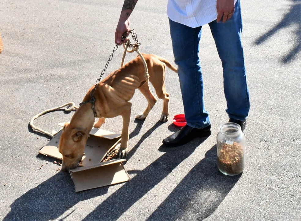 Cachorro em situação de maus-tratos é resgatado em Sumaré; mulher é presa