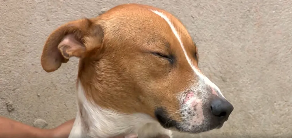 Cãozinho flagrado em ônibus é encontrado em Monte Mor e devolvido à família