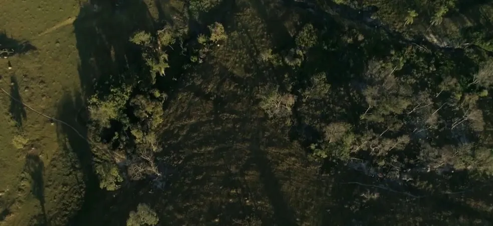 Em 4 anos dobra a quantidade de denúncias sobre áreas desmatadas