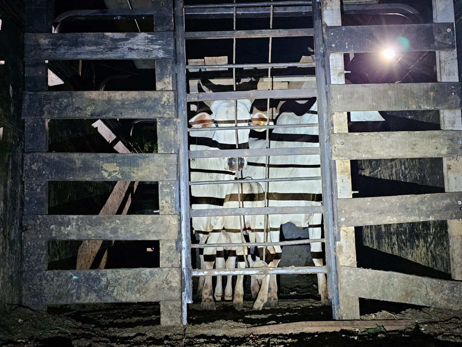 Polícia Civil de Americana prende parte de quadrilha que furta gado no interior