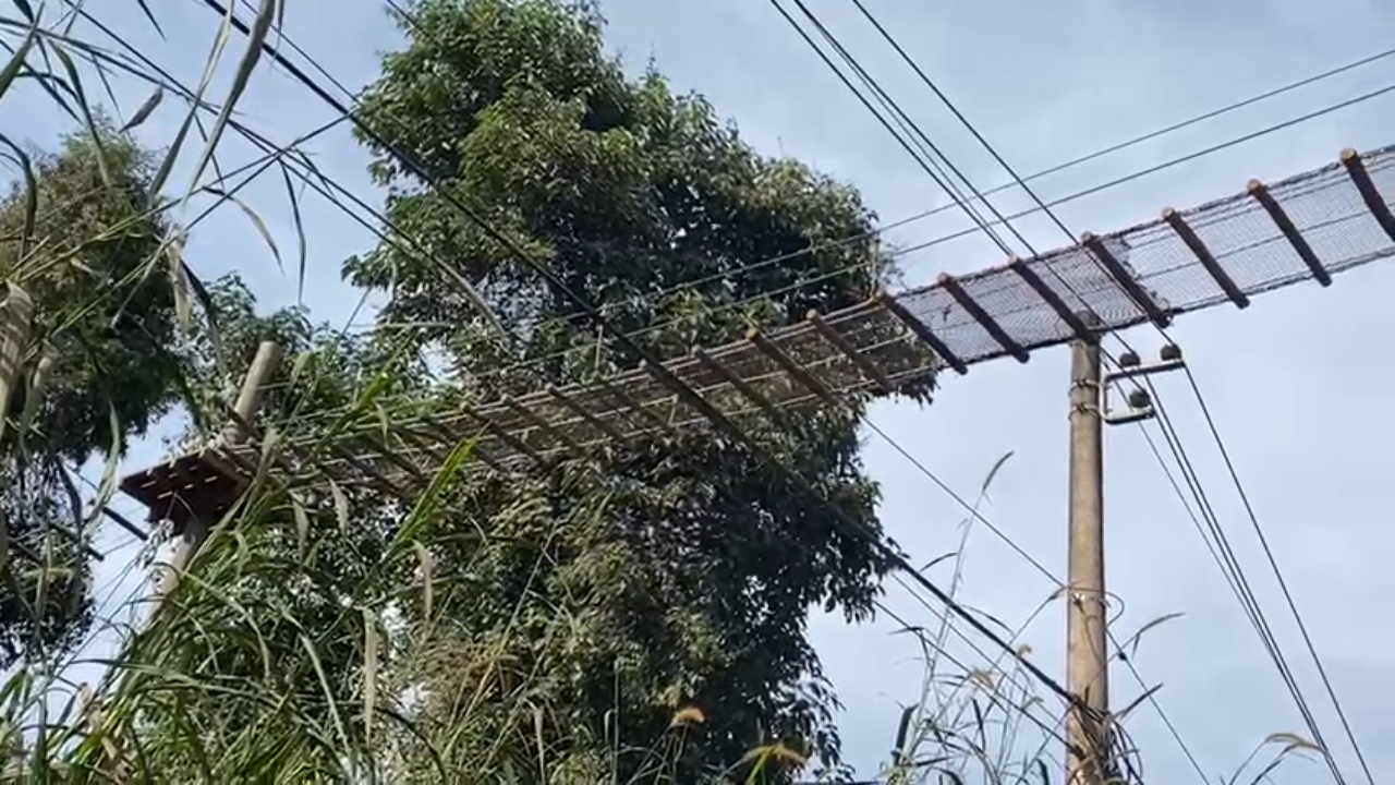 Nova passagem de fauna é aberta no Distritro de Joaquim Egídio, em Campinas 