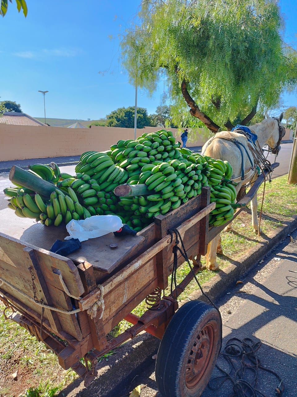 Bananas são furtadas em sítio de Limeira