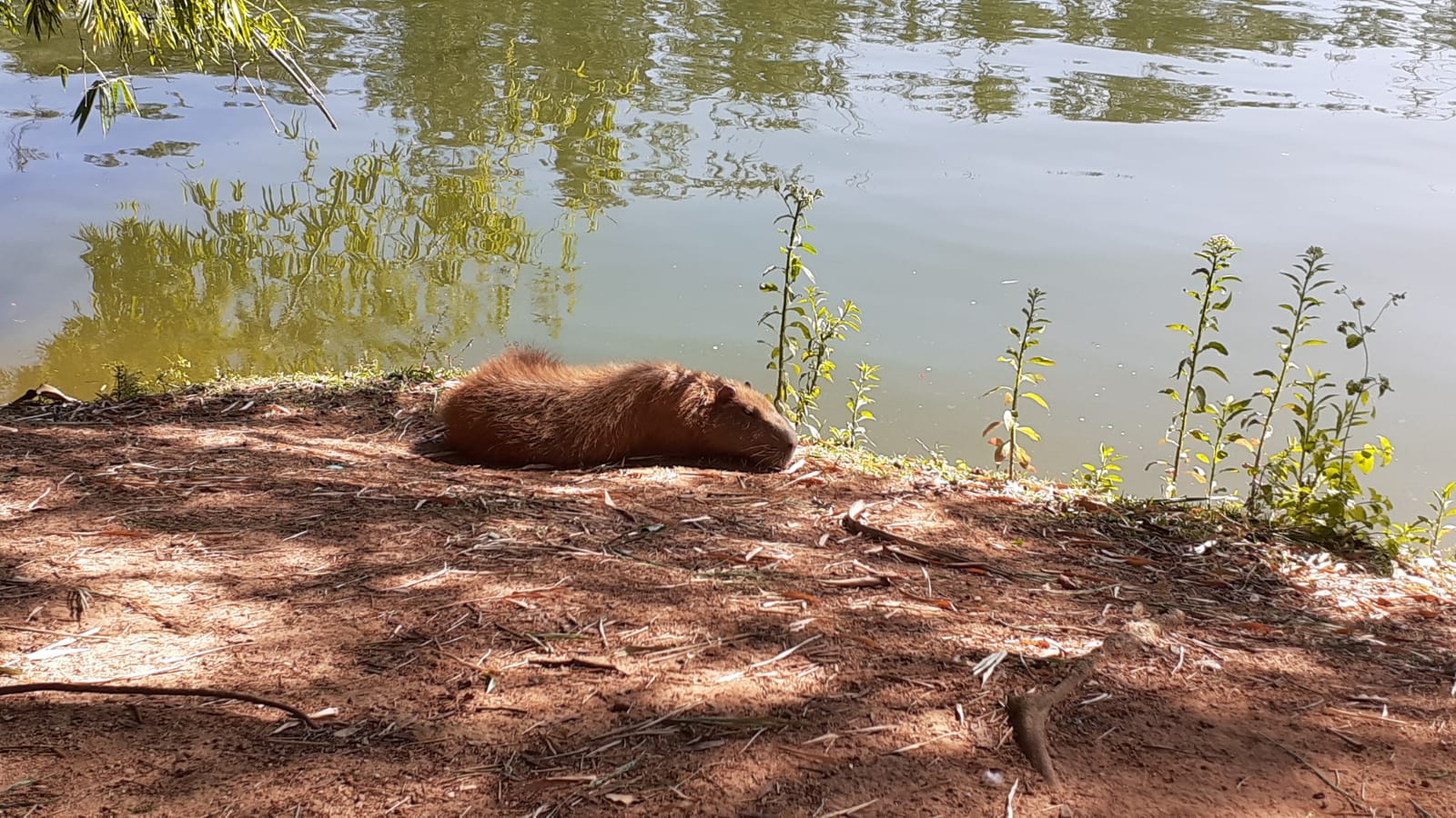 Prefeitura inicia inventário das capivaras de três parques de Campinas