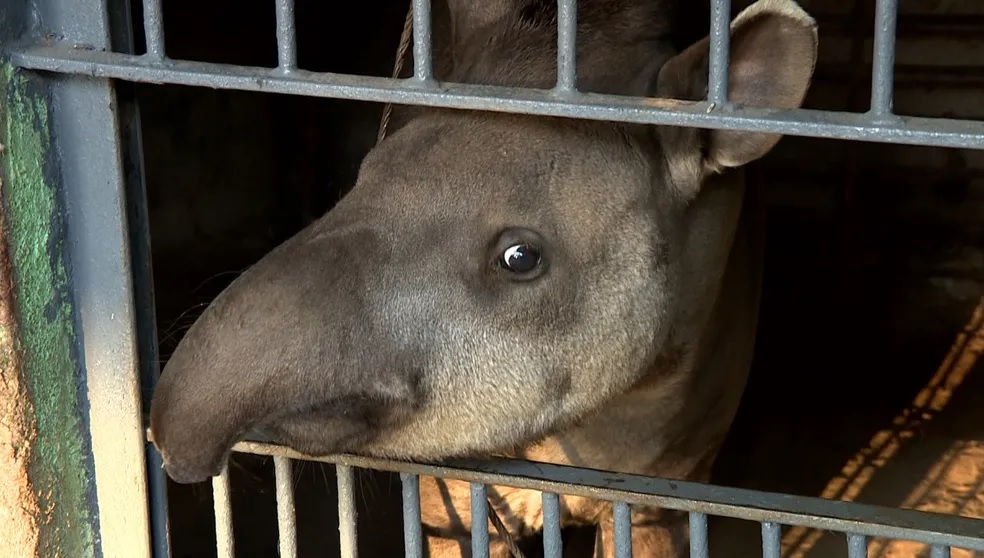 Conheça o mutirão feito para salvar Madalena, uma anta que tinha um tumor