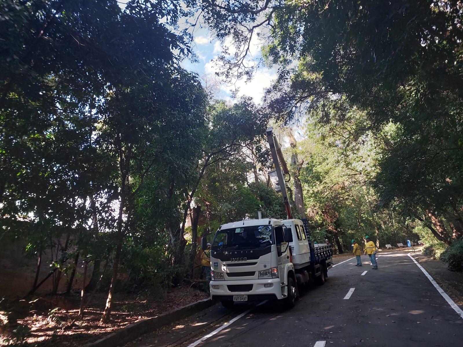 Começa extração de árvores no Bosque dos Jequitibás