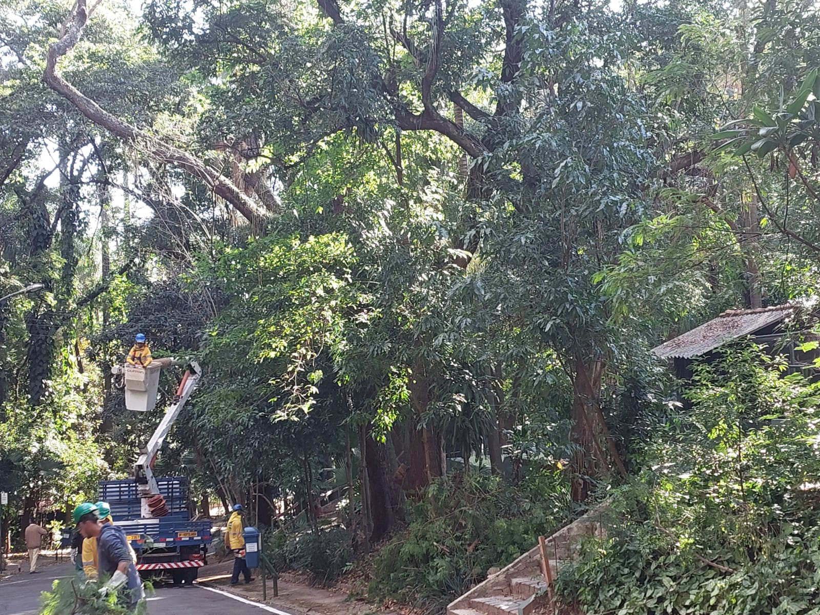 Funcionário é atingido por galho durante manejo de árvores no Bosque