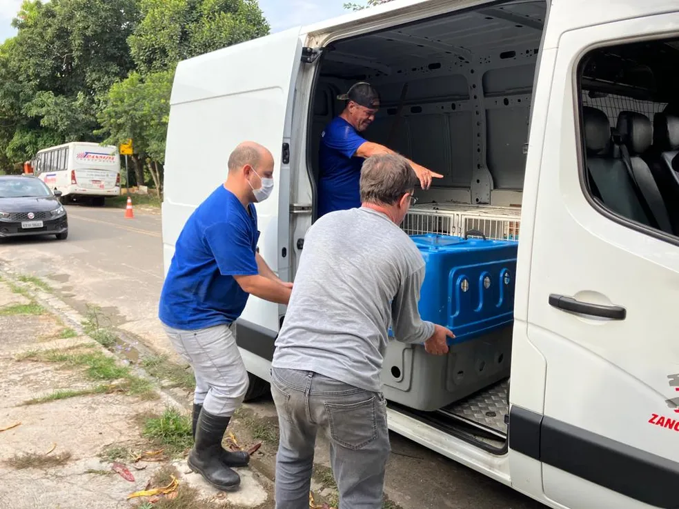 Cães abandonados são resgatados na região do Campo Grande