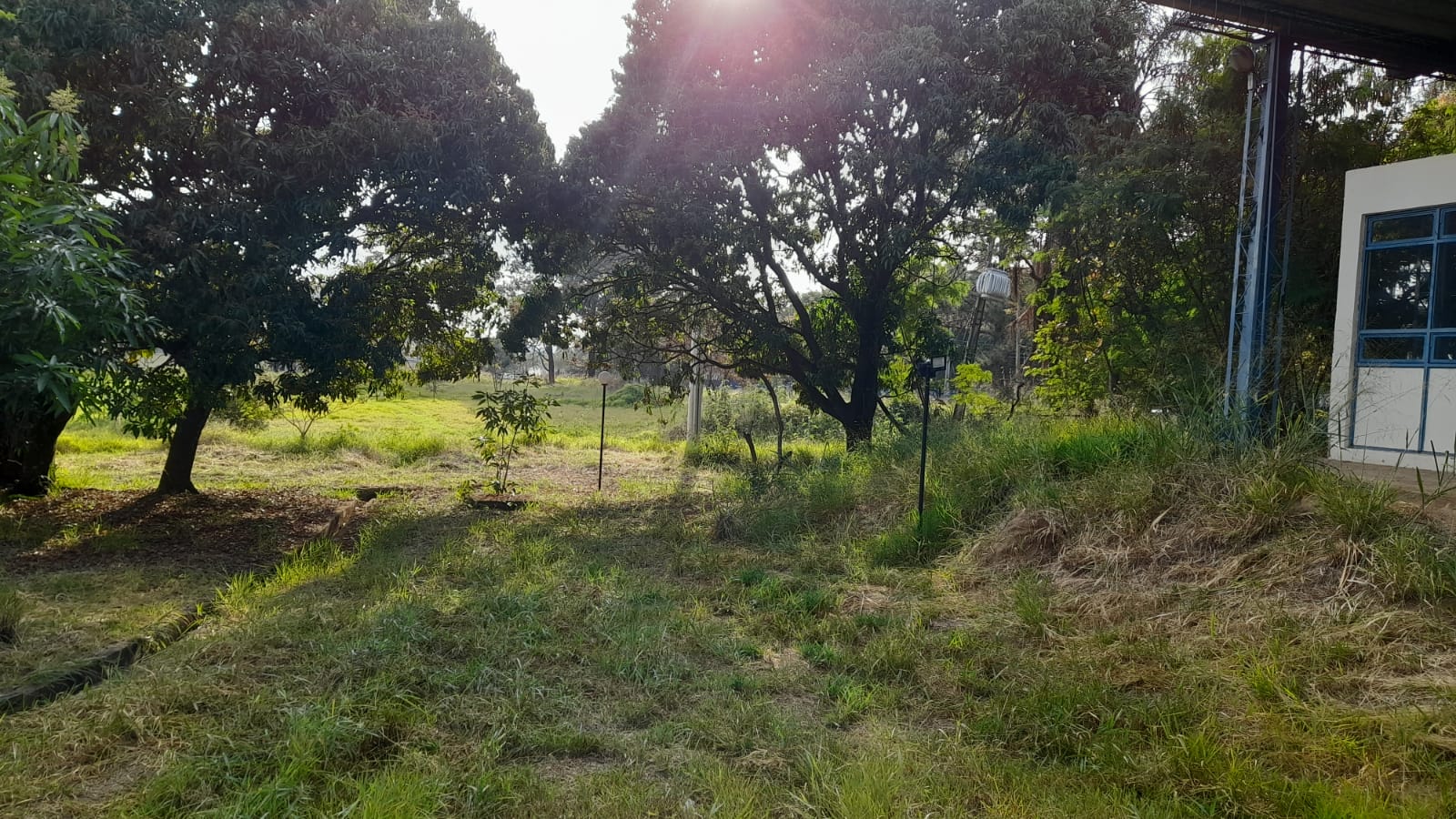 Mato alto na ETEC Antônio Prado gera preocupação com a febre maculosa