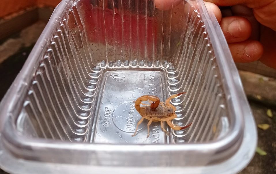 Alunos relatam surto de escorpiões em moradia estudantil da Unicamp