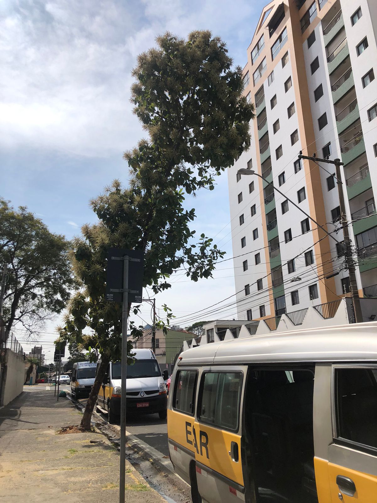 Árvore inclinada provoca medo em área escolar de Campinas