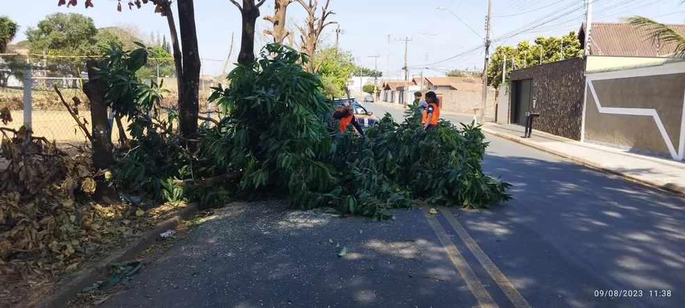 Homem derruba 16 árvores em área verde de Limeira e é multado em R$ 32,8 mil