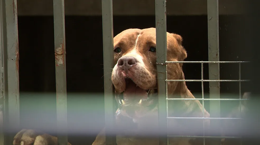 Cães pitbull que atacaram 8 pessoas em Jaguariúna passam por ressocialização