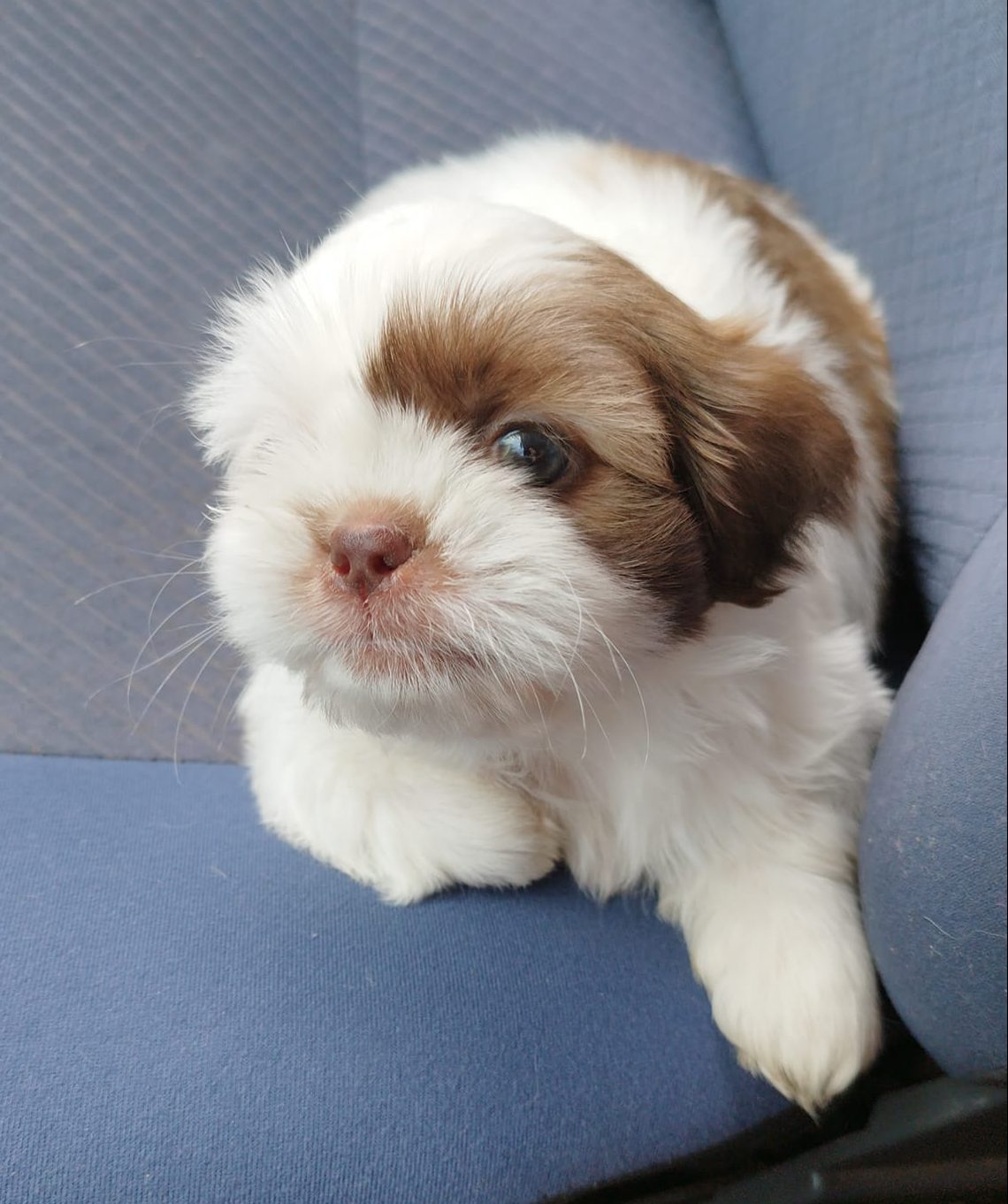 Família faz apelo para encontrar cão furtado dentro de quintal; veja vídeo