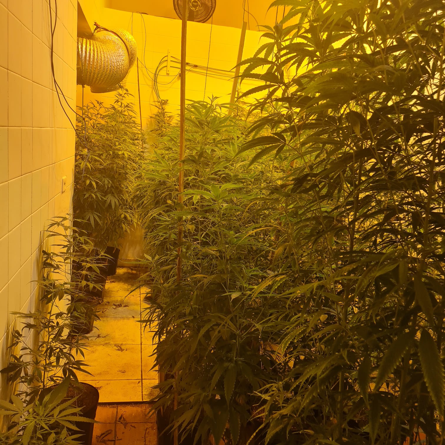 Mulher é presa em depósito “profissional” de produção de drogas em Campinas