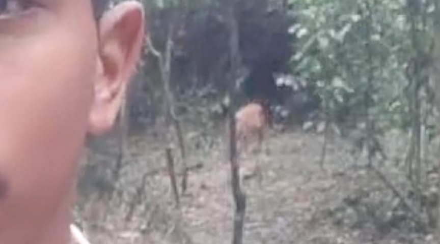 Onça-parda aparece durante pregação de pastor em Vinhedo