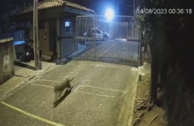 Onça-parda pula portão e invade condomínio em Campinas