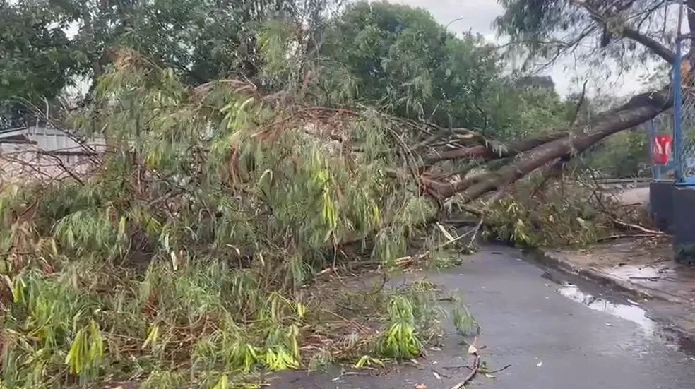 Piracicaba tem queda de árvores e ventos de 87km/h; Campinas também tem registros