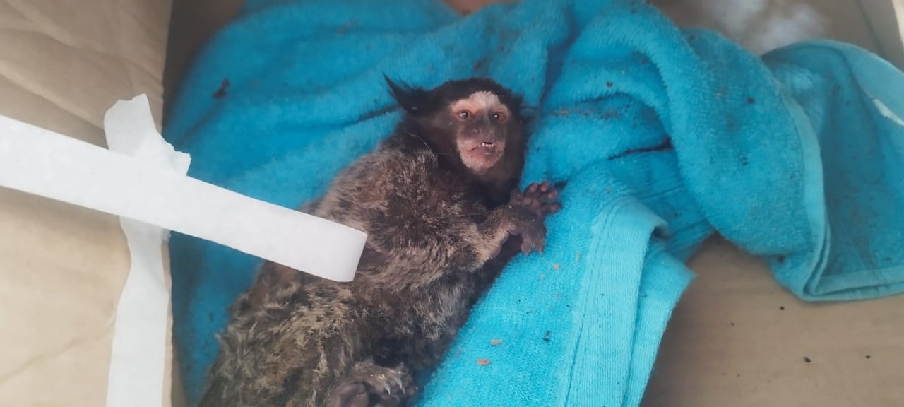 Resgate de animais silvestres, vítimas de choques elétricos, cresce 63%