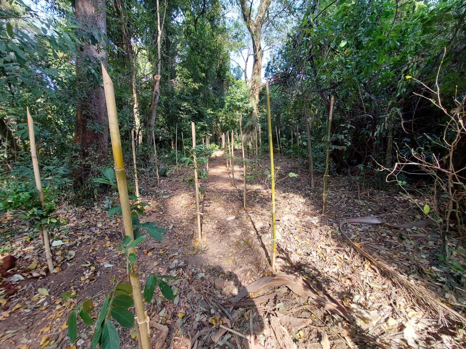 Usuários aprovam reabertura do Bosque dos Jequitibás