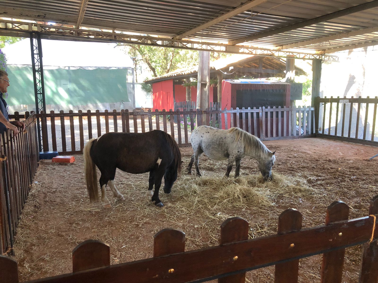Além das flores, Expoflora reúne fazendinha e passeios   