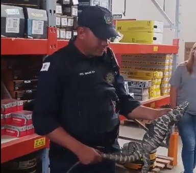 GM de Campinas captura lagarto silvestre em empresa no Pq. Industrial