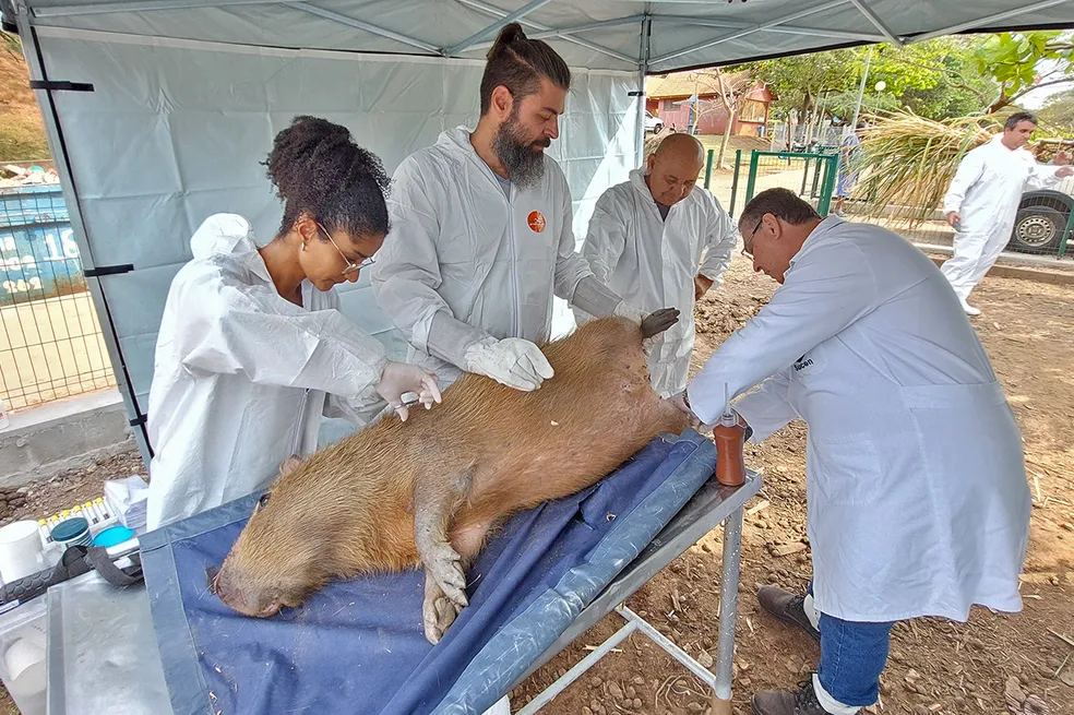 Limeira começa a fazer exames em capivaras do Parque Ecológico do Jardim do Lago