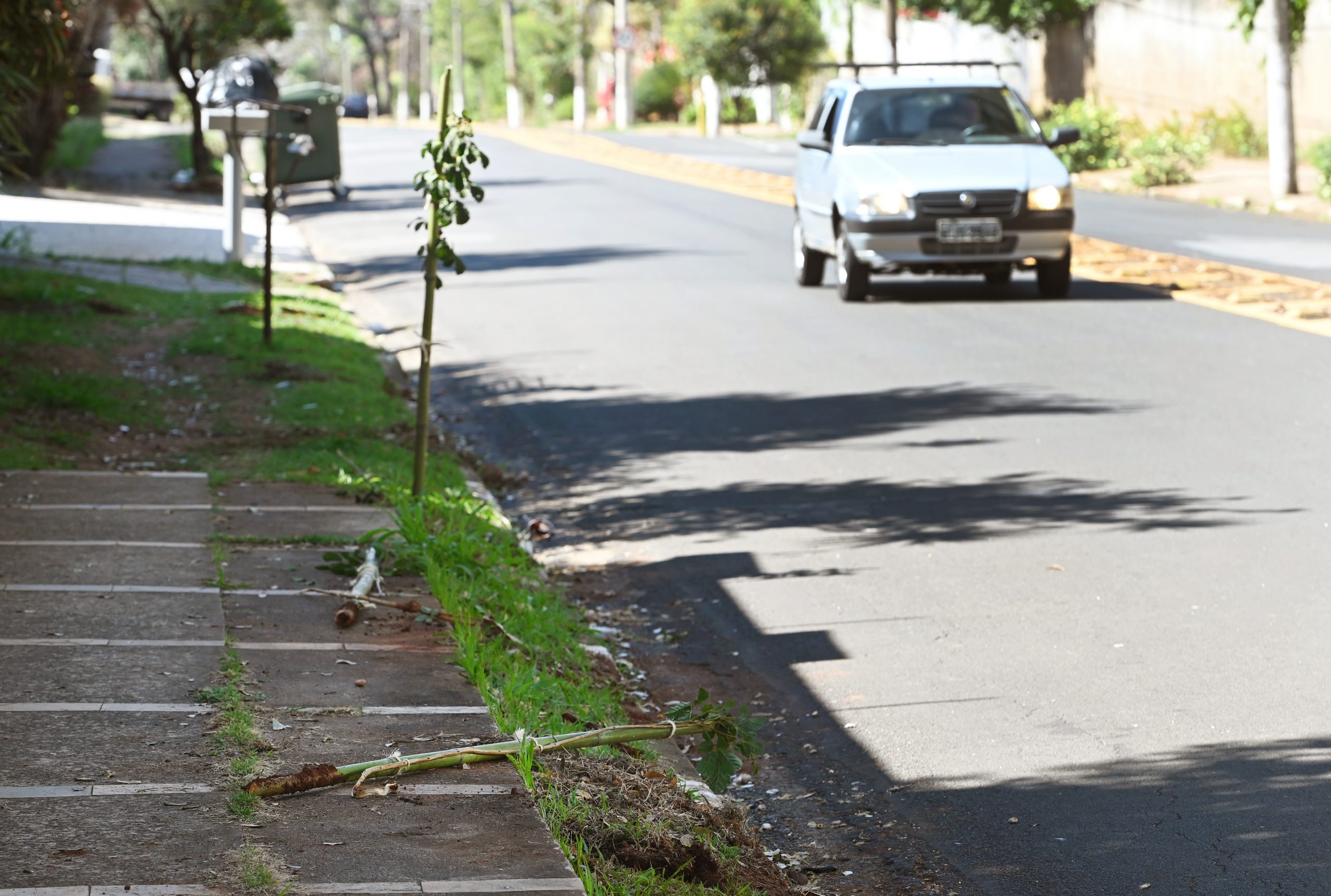 Moradora mandou arrancar mudas porque queria outras árvores na calçada