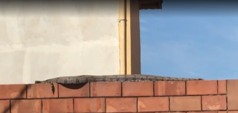 Moradores encontram jiboia em muro de residência em Indaiatuba