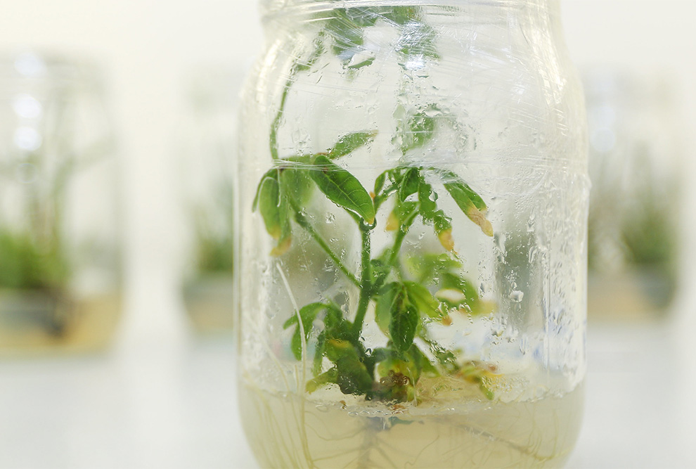 Pesquisadores da Unicamp testam em soja código genético para resistência à seca