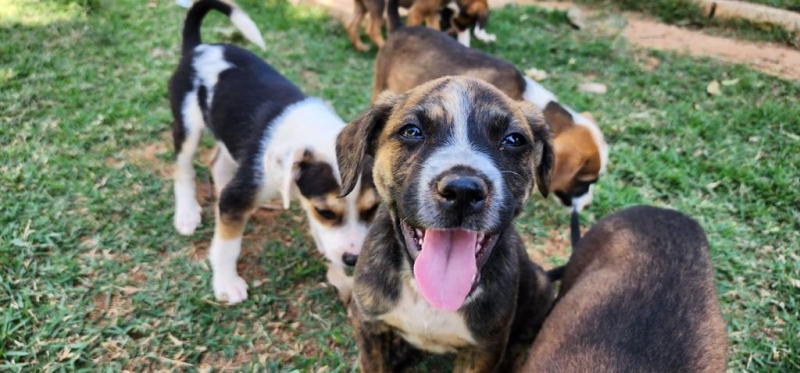 Taquaral recebe Feira de Adoção de Animais neste domingo