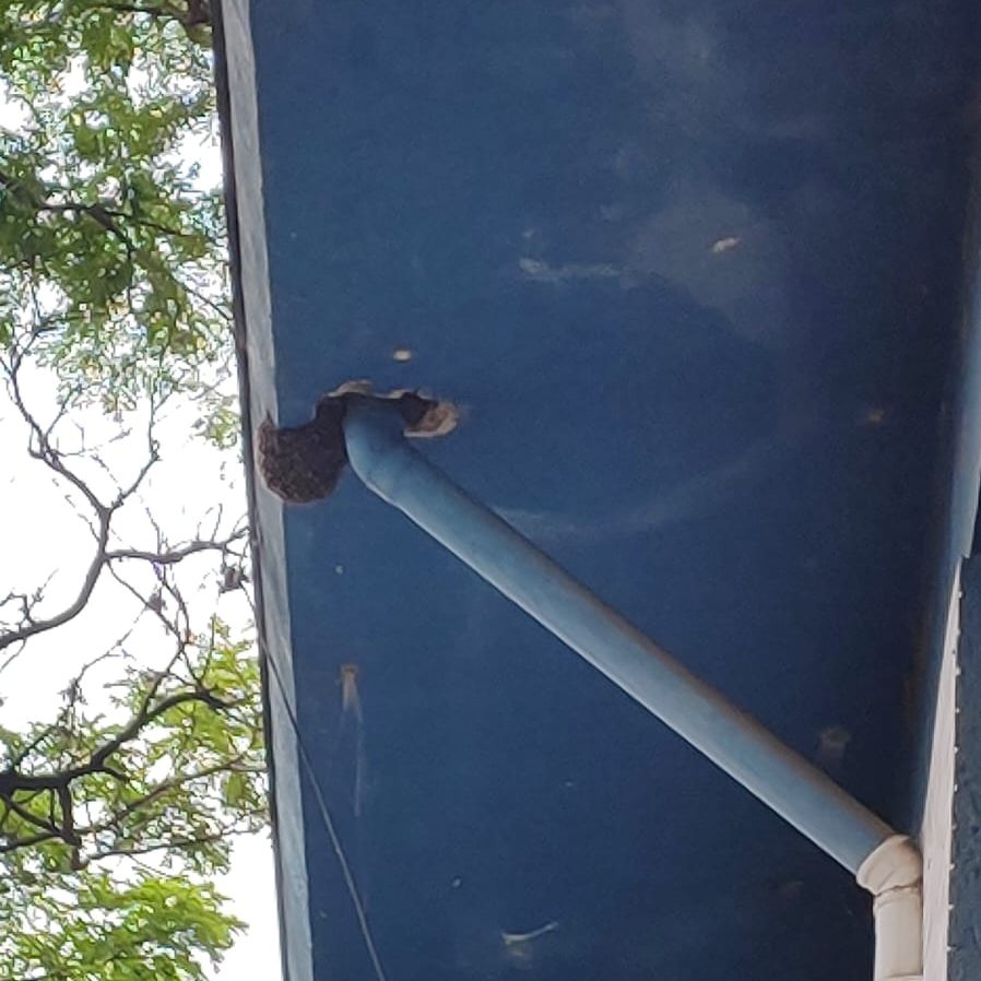 Escola em Monte Mor sofre invasão de abelhas e todos são obrigados a sair