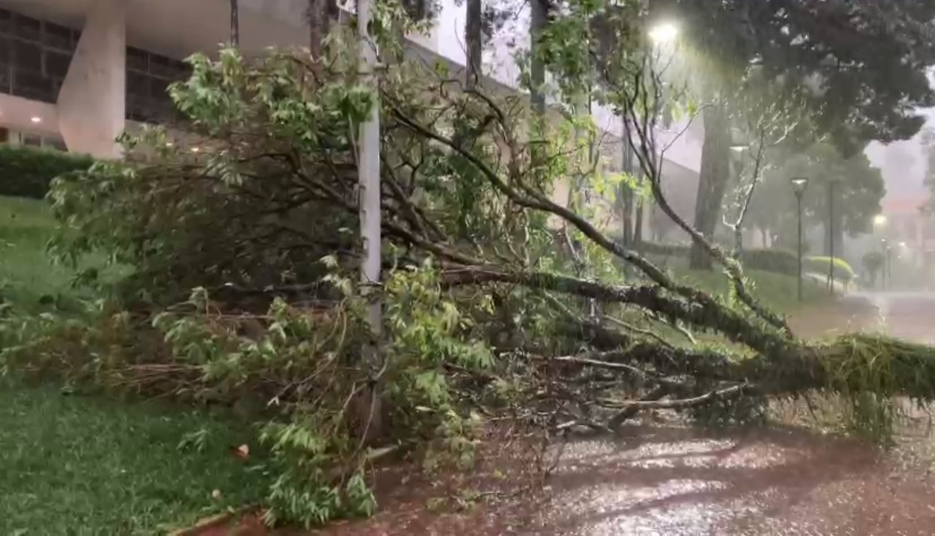 Campinas registra 38 quedas de árvores após temporal desta quinta