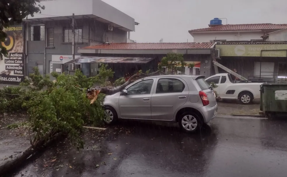 Chuva provoca quedas de árvores em Campinas e Piracicaba