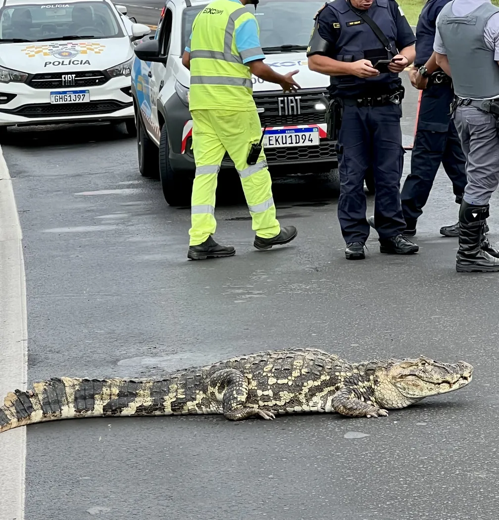 Jacaré para o trânsito ao atravessar rodovia em Águas de São Pedro