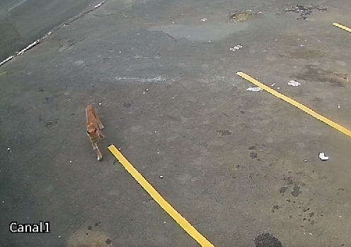 Onça parda assusta moradores de Itapira; animal ainda não foi localizado