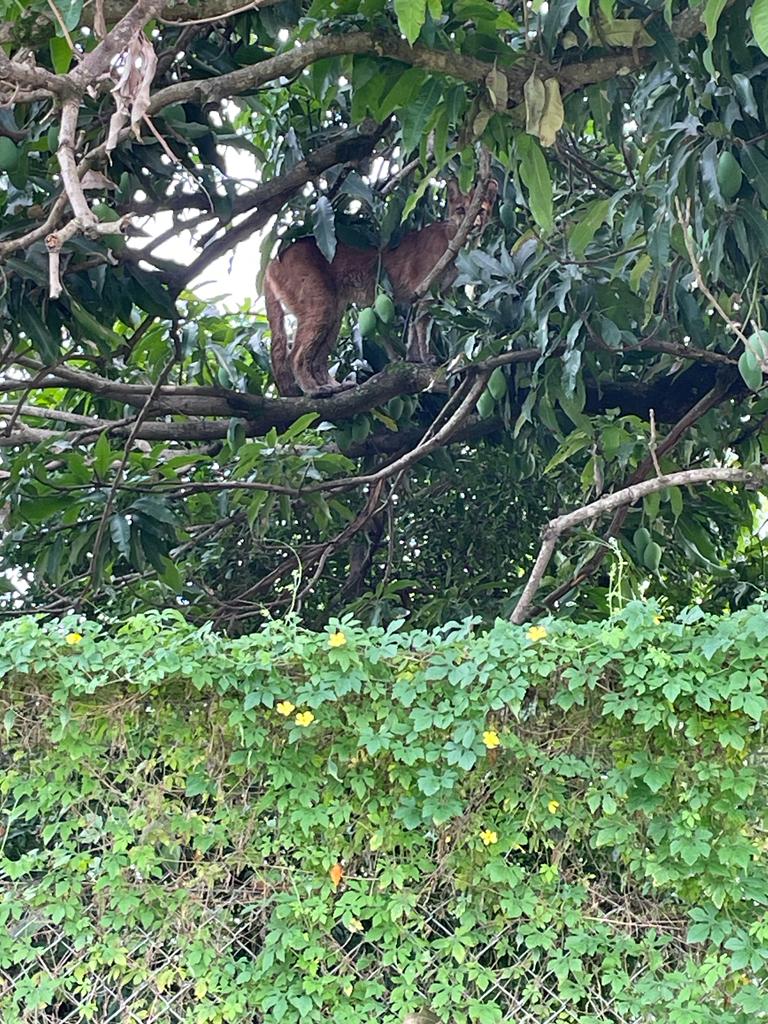Onça-parda na cidade: o que fazer ao encontrá-la? Veterinário orienta