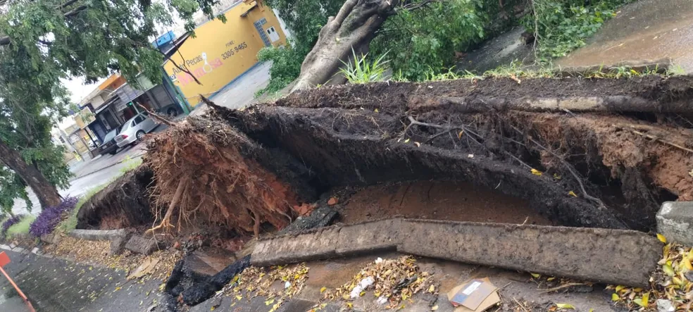 Tempestade deste domingo derruba três árvores e alaga imóveis em Campinas