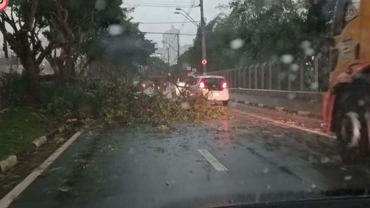 Mudança de tempo traz temporal e queda de árvores em Campinas 