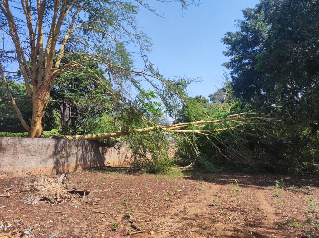 Árvores gigantes causam preocupação para moradores de Barão Geraldo