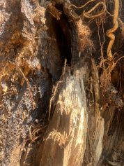 Árvores gigantes causam preocupação para moradores de Barão Geraldo