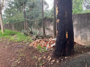 Árvores gigantes causam preocupação para moradores de Barão Geraldo