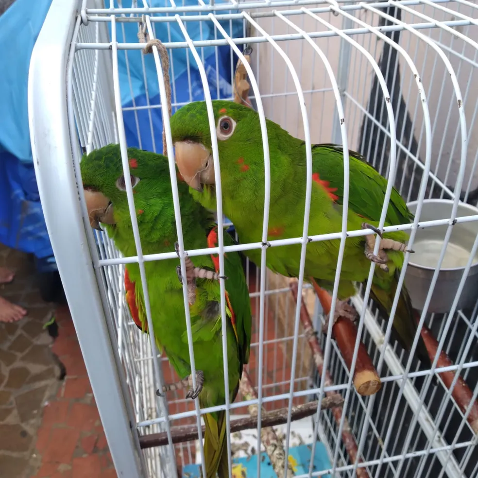 Periquitos mantidos irregularmente em cativeiro são encontrados em Capivari